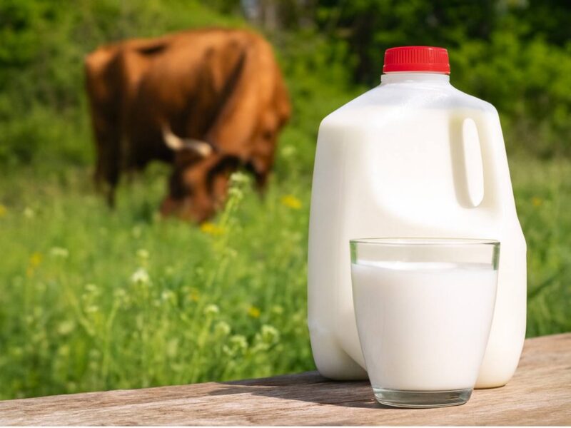 Raw Cow Milk: 1/2 gallon in Plastic