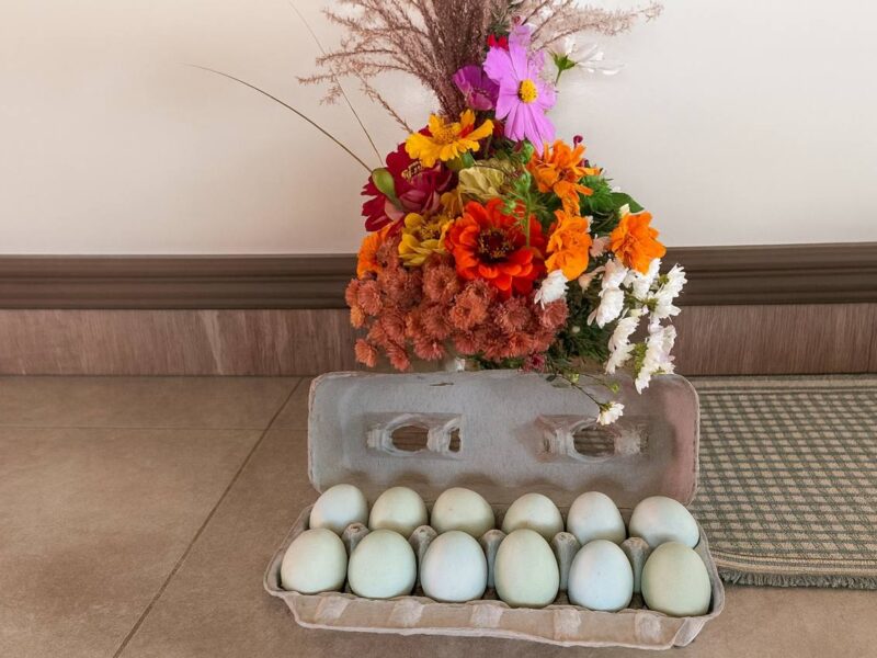 Blue-green Eggs